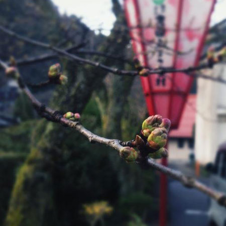 4月3日の清嵐荘の桜